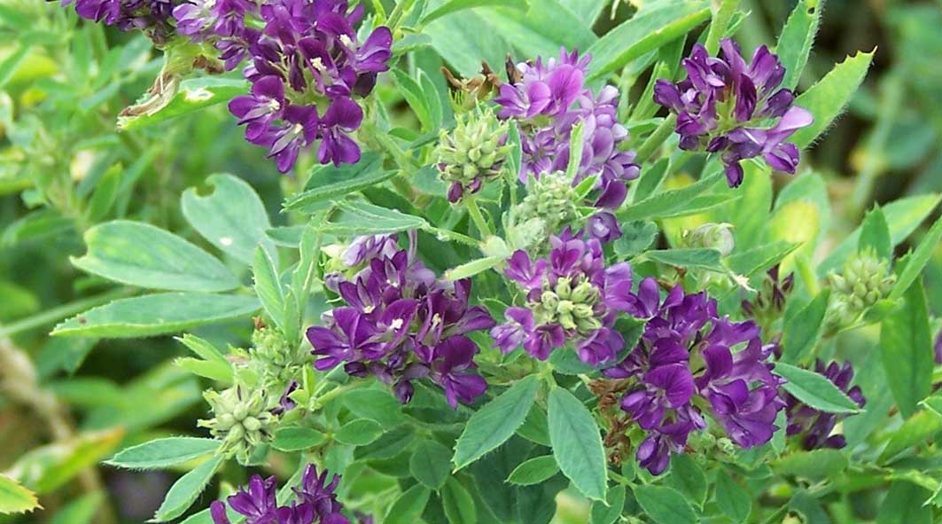 what are the different types of alfalfa plant