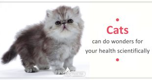 cats can do wonders for your health scientifically