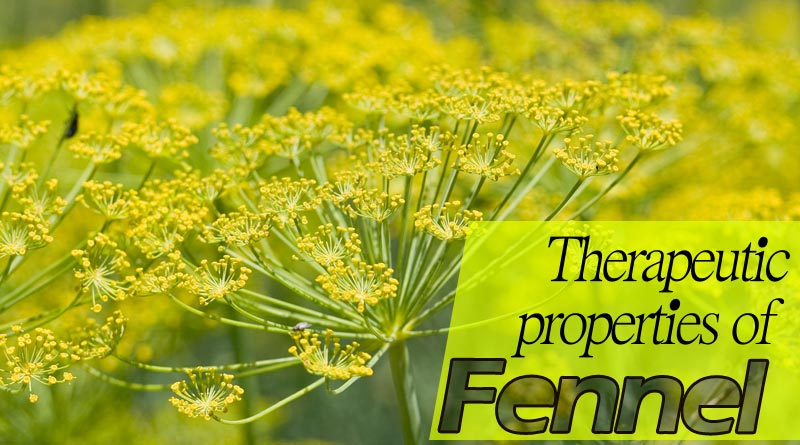 Therapeutic properties of fennel | parsiteb