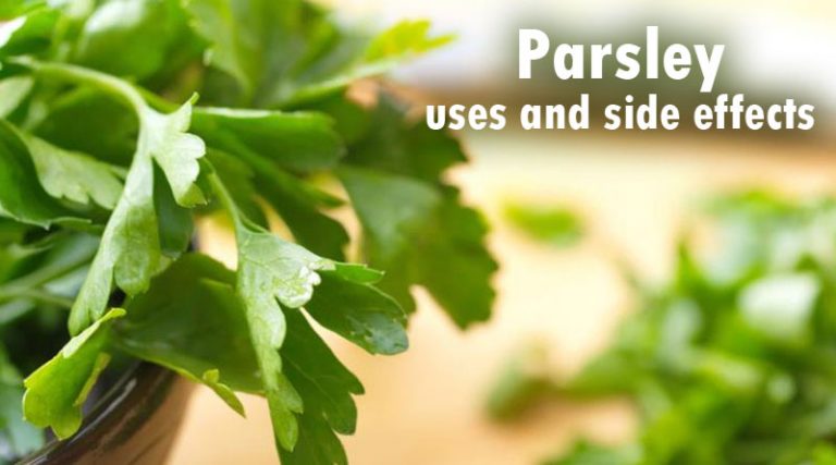 Parsley Uses And Side Effects Parsi Teb 3620