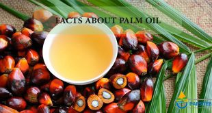 Facts about Palm Oil