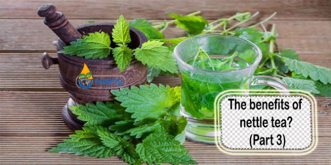 The benefits of nettle tea (Part 3)